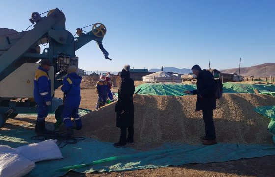 Тариаланчдын хөдөлмөр үнэгүйдэж, хураасан ургац нь хашаандаа байна