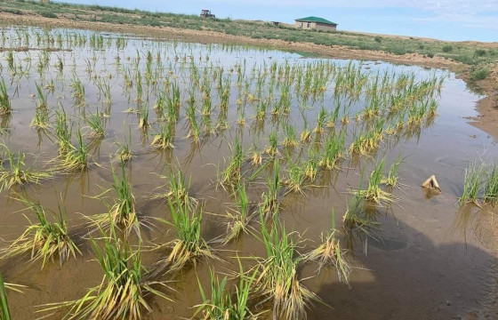 2018 онд тариалсан  цагаан будааг хураажээ