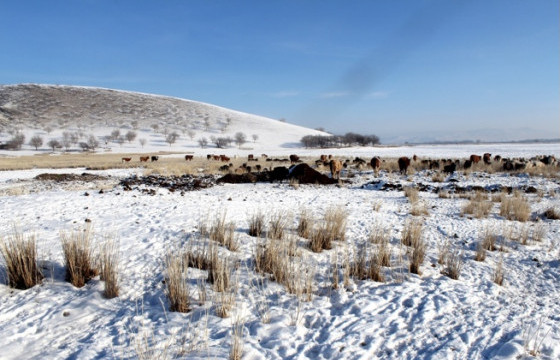 Хонио хариулахаар яваад сураггүй болжээ