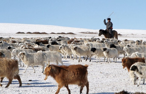 Нэг малын тоо толгойд тухайн татварын жилд ногдуулах татвар 0-2000 төгрөг байна