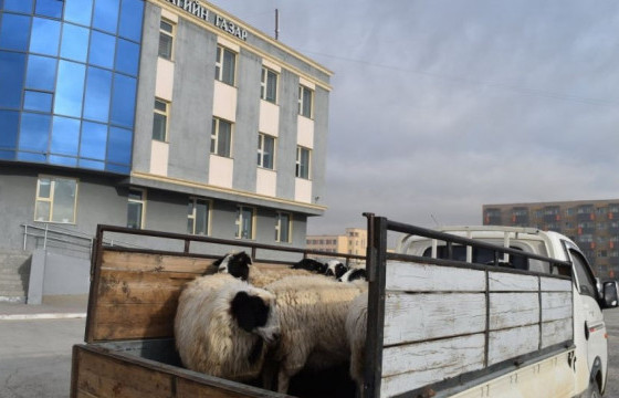 Мал хулгайлан тээвэрлэж явсан иргэдийг баривчилжээ