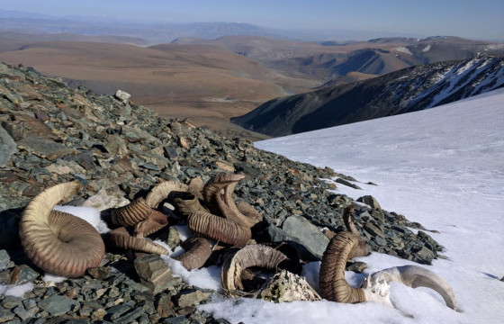 Мөнх цаст мөсөн оргилууд хайлж, археологийн түүхэн олдворууд ил гарчээ