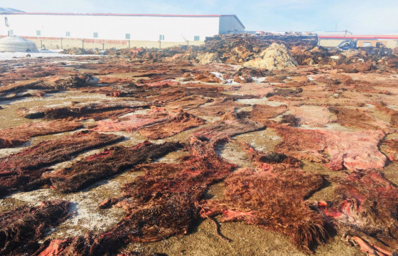 ТҮҮХИЙ ЭДИЙН ҮНЭ ХАНШ: Ямааны арьс 35-42 мянган төгрөгийн үнэтэй байна