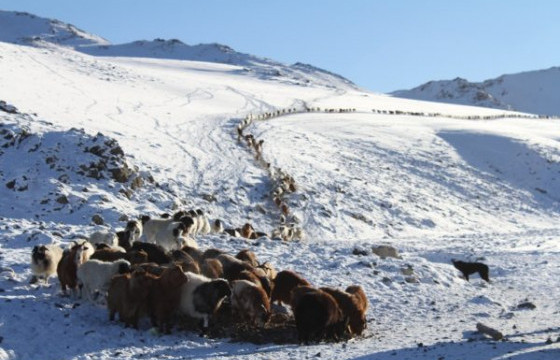 Дархан-Уул аймаг болон Сэлэнгийн хил дагуух сумдын малыг бүрэн вакцинжуулжээ