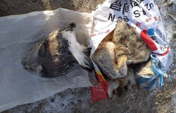 ХАВТАСТ ХЭРЭГ: Хойлог шувууны мах захиалж авсан “Номин холдинг” ХХК-ийн салбарын захирал А-ийн хэргийг хэрэгсэхгүй болгожээ 