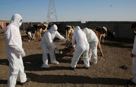 Хөвсгөл аймагт шүлхий өвчинөөр 9517 толгой мал өвчилжээ