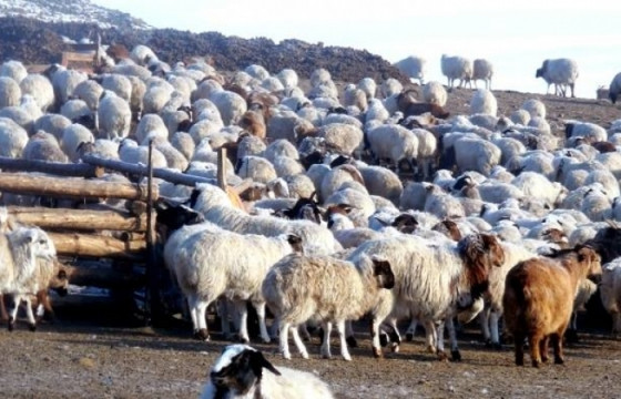 Говь-Алтай аймгийн малтай өрхийн тоо багасчээ