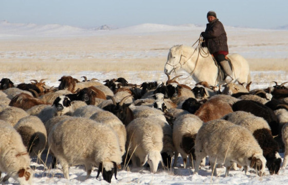 Энэ онд 100 аварга малчин шалгаруулахаар болжээ