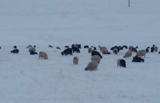 Улсын хэмжээнд 8.4 сая толгой мал отроор өвөлжинө