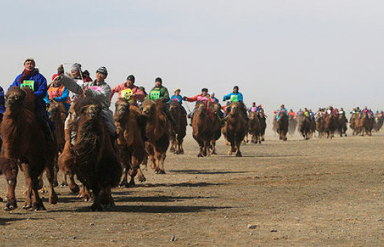 Өмнөговь аймагт малын халдварт өвчин гарсан тул морь, тэмээ уралдуулахыг хоригложээ