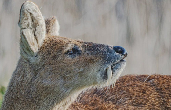 ФОТО: Зүүн Английн зэрлэг ан амьтад