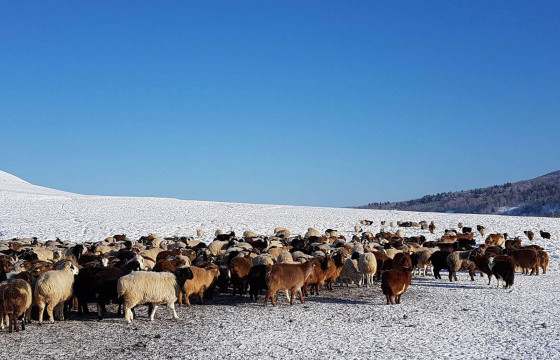 Ховд аймгийн 29 малчин өрх отроор өвөлжиж байна