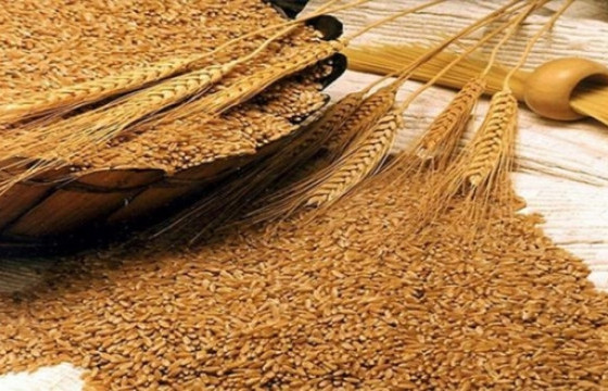 Улаанбуудайн тонн тутамд 80 мянган төгрөгийн урамшуулал олгохоор болжээ