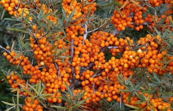 Монгол Улсаас анх удаа Увсын чацаргана газар зүйн заалтыг Европын холбоонд бүртгүүллээ