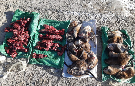 Хууль бус мал, амьтны мах тээвэрлэсэн зөрчлийг илрүүлэн шалгаж байна