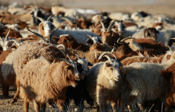 Он гарсаар Завхан аймагт мал хулгайлсан таван гэмт хэрэг бүртгэгджээ