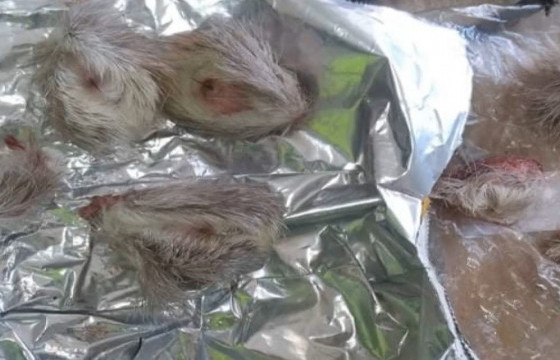 Хууль бусаар хүдэр агнаж, тээвэрлэснийг илрүүлжээ