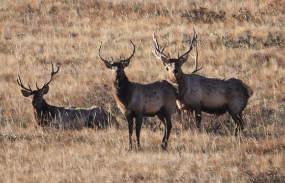 ХУСТАЙН НУРУУНД 13 БУГА АГНАСАН ХЭРГИЙН МӨРӨӨР