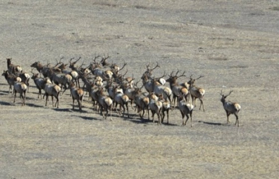 ЦАГДАА НАР ХУУЛЬ БУС АНГИЙН ХЭРГИЙГ СЕЙФЭНДЭЭ ХИЙГЭЭД ОР ТАС МАРТЧИХДАГ