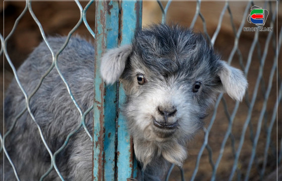 ФОТО СУРВАЛЖИЛГА: Төлийн дуу цангинасан малчны хот