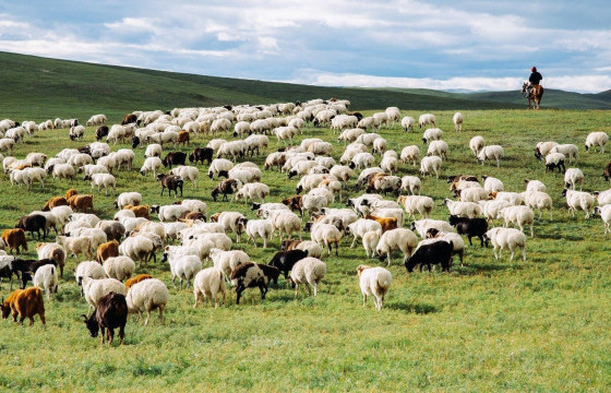 Малын тоо толгойн албан татвараар 15.3 тэрбум төгрөг төвлөрүүлжээ