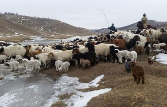 Ховд аймгийн Жаргалант сумын малчид зөвлөлдлөө