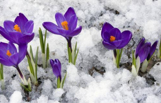 НОГОО ИДЭХ, НОХОЙ ИДЭХ ХОЁРЫГ ЯЛГАЖ ӨГЛӨӨ