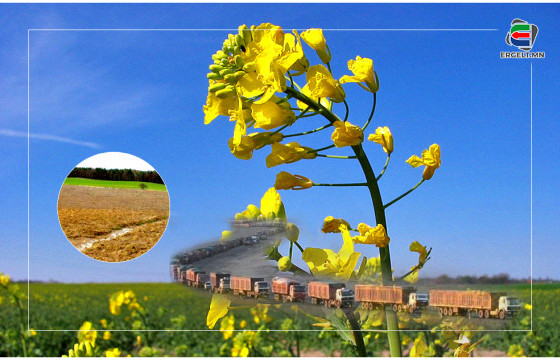 SOS: ХЯТАДУУДЫН МӨНГӨ УГААХ САЛБАР НЬ МОНГОЛЫН ГАЗАР ТАРИАЛАН, РАПС БОЛЖЭЭ 