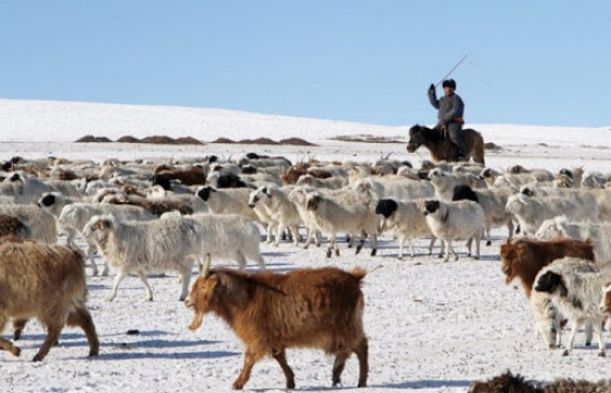 Малын тарга хүчний байдал олон жилийн дунджаас их жинтэй байна