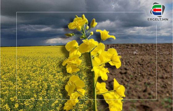 SOS: ХЯТАДУУДЫН МӨНГӨ УГААХ САЛБАР НЬ МОНГОЛЫН ГАЗАР ТАРИАЛАН, РАПС БОЛЖЭЭ-II