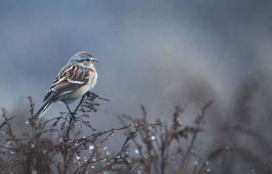 Мягмар гарагт бүх нийтээрээ амарна