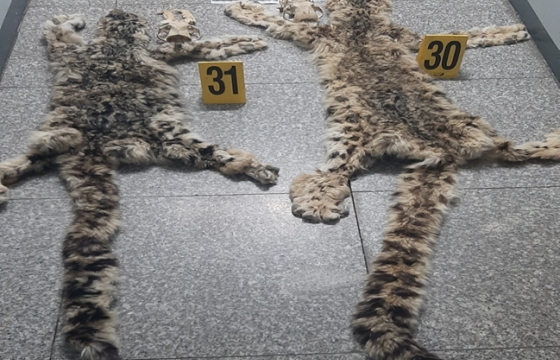  Хууль бусаар ирвэс агнасан Ө-г шалгаж байна