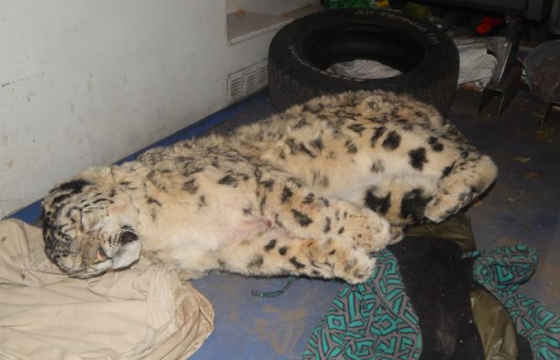 Өвөрхангай аймагт хууль бусаар ирвэс агнасан этгээдийг илрүүлж, мөрдөн шалгаж эхэлжээ