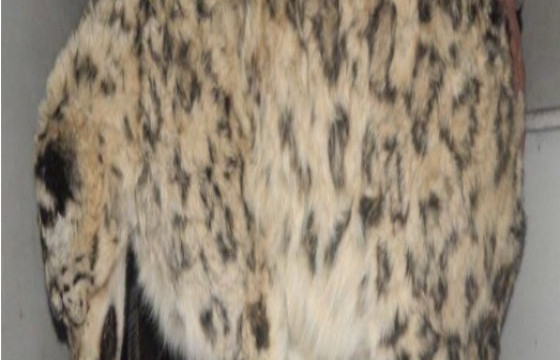 Өвөрхангай аймагт цоохор ирвэс хууль бусаар агнажээ