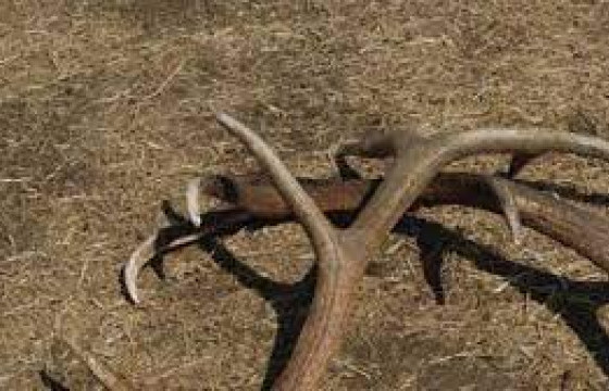 Бугын эвэр түүж бэлтгэхийг нэг жилийн хугацаатай хоригложээ