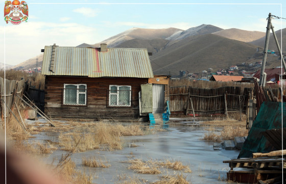 Нийслэлийн хэмжээнд халиа дошин арилгахад жил тутамд 200 сая гаруй төгрөг зарцуулж байна