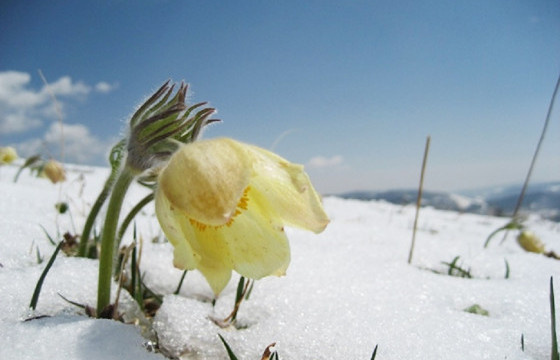 ЦАГ АГААР:Улаанбаатар хотод өдөртөө 5-7 градус дулаан байна