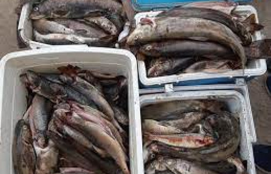 Хууль бусаар загас агнасан иргэнийг 970 мянган төгрөгөөр торгожээ