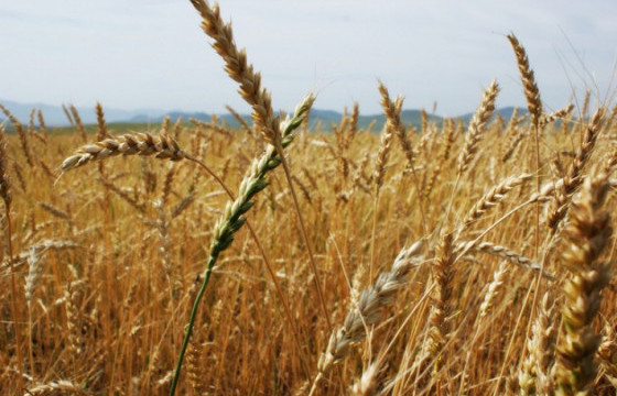 ХХААХҮЯ: 50.8 мянган тонн улаан буудайг худалдан авч, нөөц бүрдүүлэх ажлууд хийгдэж байна
