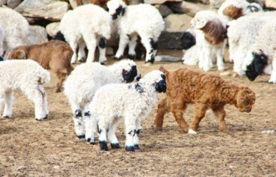 Улсын хэмжээнд 3.8 сая толгой мал төллөжээ