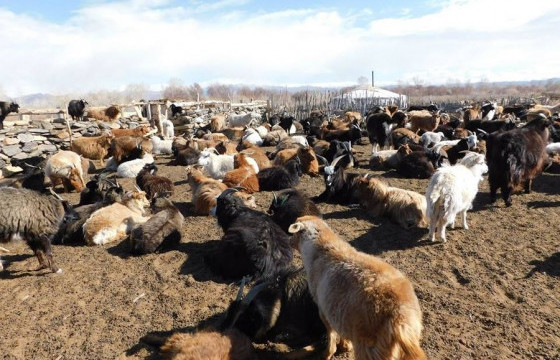 МАЛ ХУЛГАЙЛАХ ГЭМТ ХЭРЭГ ҮЙЛДДЭГ БҮЛЭГ ЭТГЭЭДИЙГ ИЛРҮҮЛЛЭЭ