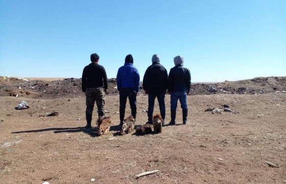 Бүлэглэн мал хулгайлсан этгээдүүдийг ирүүлжээ