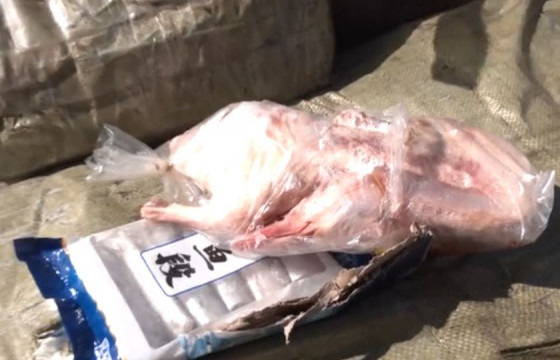 БНХАУ-аас 90 гаруй хайрцаг муудсан тахианы махыг хууль бусаар оруулж иржээ