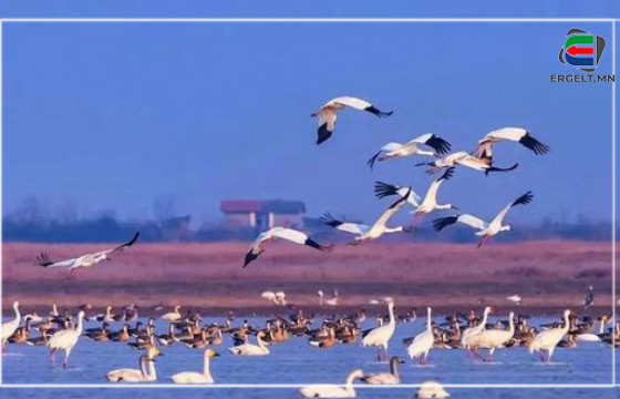 Усны шувууд зэллэн ирлээ