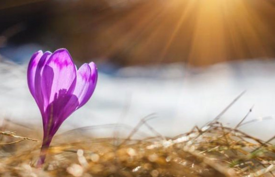  Ханш нээх өдрийн ёс уламжлал