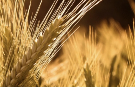 Тариаланчдаас 2.2 мянган тонн улаанбуудай худалдан авчээ