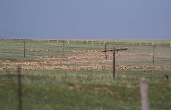 ЗЭРЛЭГ АМЬТДАД ЭЭЛТЭЙ ГАРЦ, ГАРАМ  БАЙГУУЛАХ СТАНДАРТАА ХЭРЭГЖҮҮЛЦГЭЭЕ