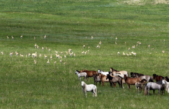 Нүүдэллэдэг амьтдыг аврах боломж