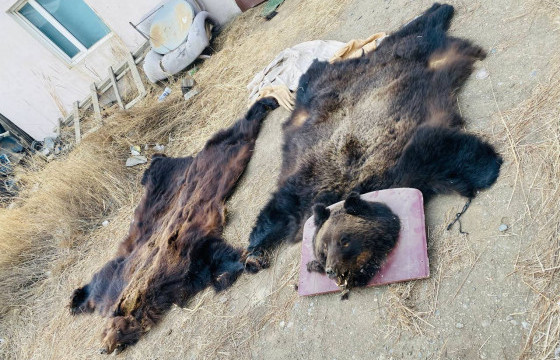 Иргэн М-ийн гэрээс бусдад борлуулах гэж байсан баавгайн арьс, толгой, савар олджээ 