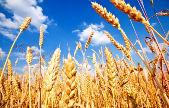 Хөдөө аж ахуйг дэмжих гурван хувийн хүүтэй зээлийг олгож эхэлжээ